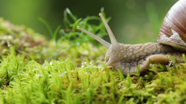 Helix pomatia aussi escargot romain, escargot de Bourgogne, escargot ou escargot comestible, est une espèce de grand escargot terrestre comestible, respirant l'air, un mollusque gastéropode pulmonaire terrestre de la famille des Helicidae.