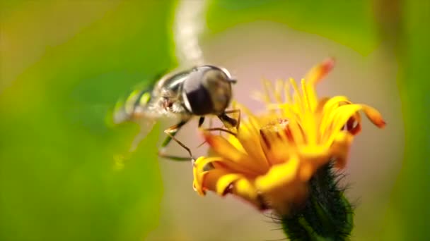 Wasp sbírá nektar z květu crepis alpina zpomalení. — Stock video