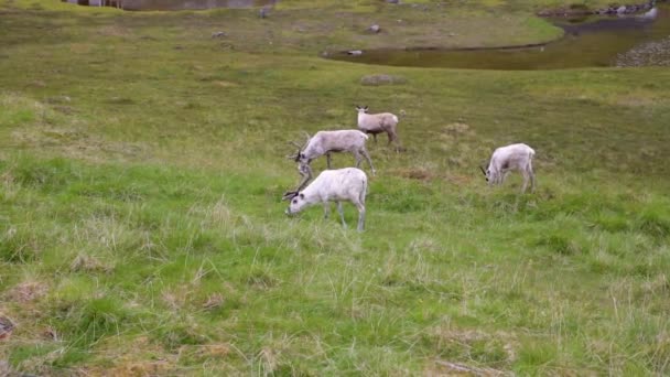 Rendieren in het noorden van Noorwegen, Nordkapp — Stockvideo