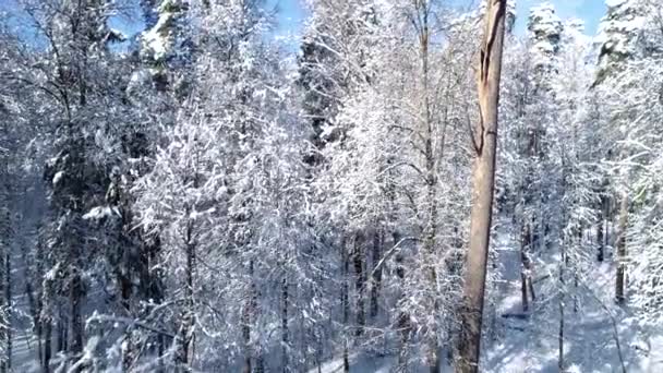 Im verschneiten Waldwinter zwischen den Bäumen fliegen. — Stockvideo