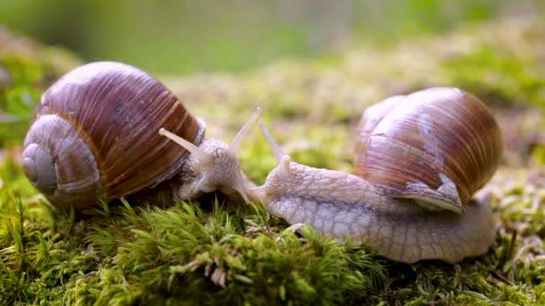 Helix pomatia również ślimak rzymski, ślimak burgundzki, ślimak jadalny lub ślimak, to gatunek dużego, jadalnego, oddychającego powietrzem ślimaka lądowego, lądowego mięczaka ślimakowego z rodziny Helicidae.. — Wideo stockowe