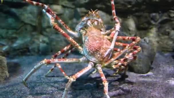Caranguejo-aranha japonês gigante (Macrocheira kaempferi ) — Vídeo de Stock