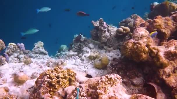 Rif met een verscheidenheid aan harde en zachte koralen en tropische vissen. Malediven Indische Oceaan. — Stockvideo