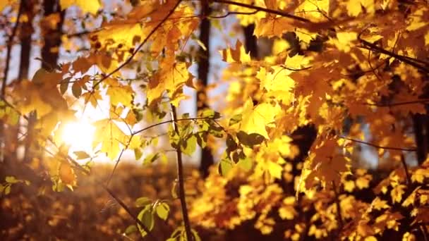 Hojas de roble de otoño al atardecer . — Vídeo de stock
