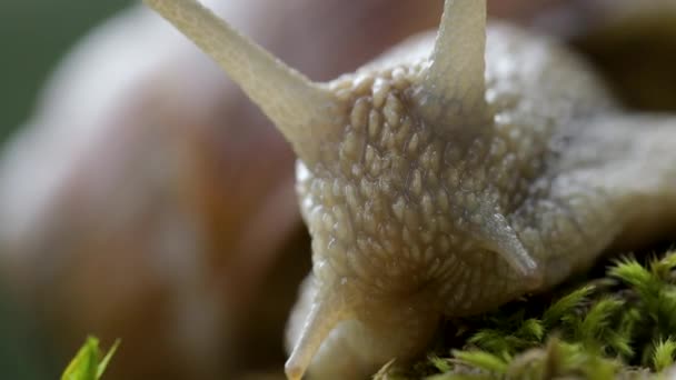 Helix pomatia, auch Römerschnecke, Burgunderschnecke, essbare Schnecke oder Schnecke, ist eine Art der großen, essbaren, luftatmenden Landschnecke, einer terrestrischen Lungenschnecke aus der Familie der Helicidae. — Stockvideo