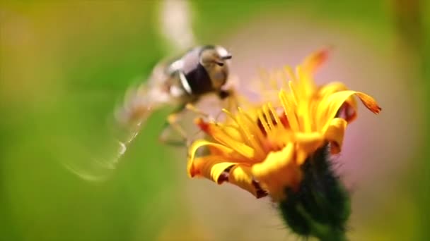 Wasp samlar nektar från blomma crepis alpina slow motion. — Stockvideo