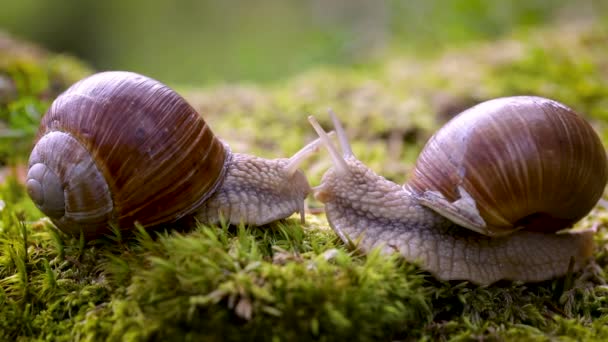Helix pomatia aussi escargot romain, escargot de Bourgogne, escargot ou escargot comestible, est une espèce de grand escargot terrestre comestible, respirant l'air, un mollusque gastéropode pulmonaire terrestre de la famille des Helicidae.