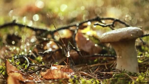 Paddenstoel Boletus In een zonnig bos in de regen. Boletus is een geslacht van paddenstoelen die meer dan 100 soorten paddenstoelen produceren.. — Stockvideo