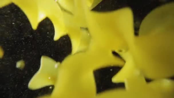 Fusilli pasta, падающая в воду . — стоковое видео