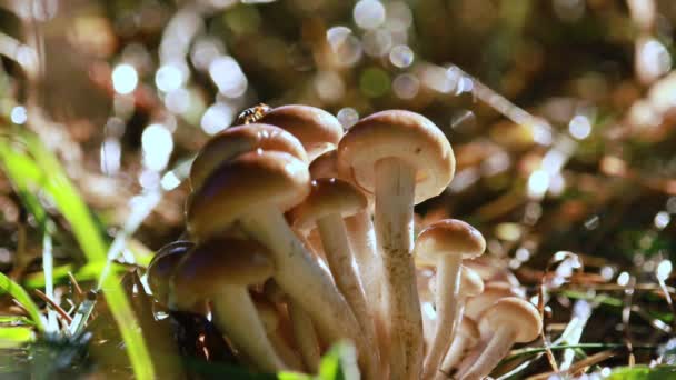 Armillaria Houby medu agaric V slunečném lese. Med houby jsou považovány na Ukrajině, Rusku, Polsku, Německu a dalších evropských zemích za jeden z nejlepších volně žijících hub. — Stock video