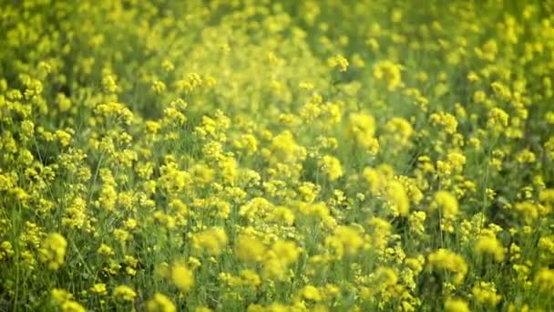 Flores de mostarda. Mostarda flor mística de felicidade e saúde . — Vídeo de Stock