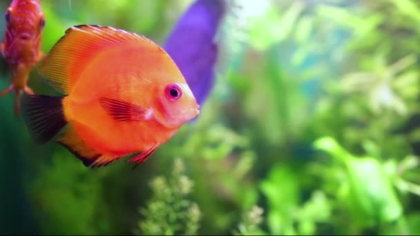 Symphysodon discus in een aquarium — Stockvideo