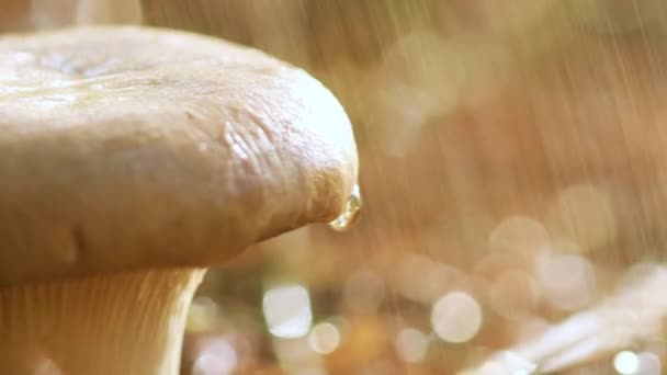 Boleto de Cogumelo Em uma floresta ensolarada na chuva. Boletus é um género de fungos que produzem cogumelos, compreendendo mais de 100 espécies . — Vídeo de Stock