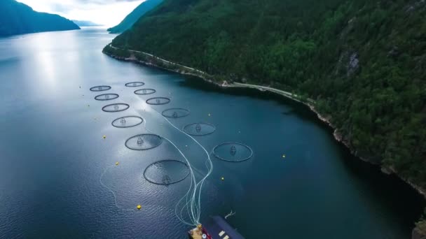 Imágenes aéreas Granja de pesca de salmón en Noruega — Vídeos de Stock