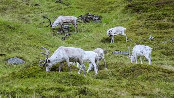 Renna nel nord della Norvegia, Nordkapp — Video Stock