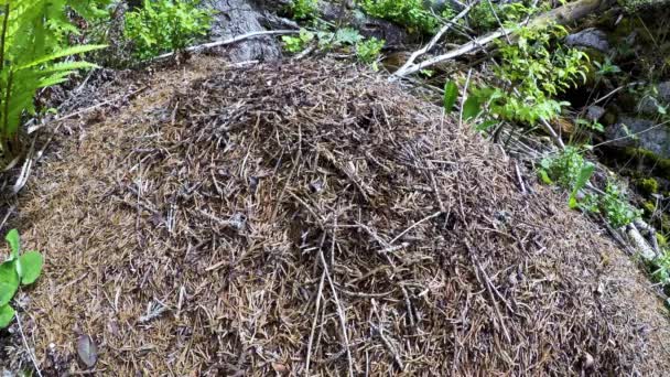 Timelapse Colina de formigas selvagens na floresta  . — Vídeo de Stock
