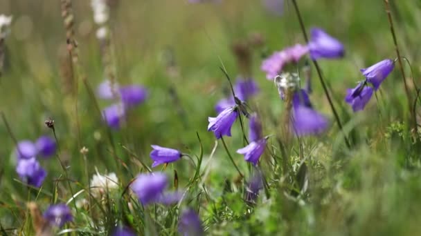 Abstract background of Alpine flowers bluebell. — Stock Video