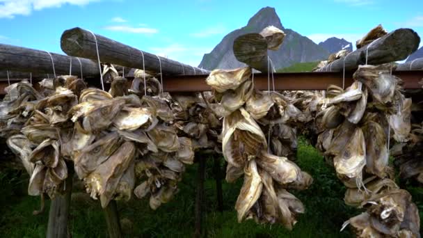 Vissenkoppen van de Lofoten drogen op rekken Noorwegen — Stockvideo