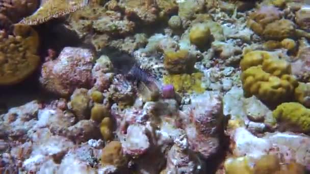 Pterois, çeşitli sert ve yumuşak mercanlar ve tropikal balıklar içeren resif ışınları yayar. Maldivler Hint Okyanusu. — Stok video