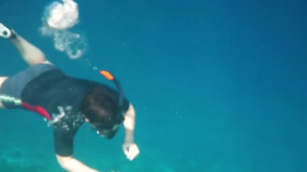 Snorkeler diving along the brain coral — Stock Video