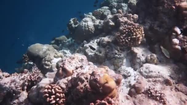 Rif met een verscheidenheid aan harde en zachte koralen en tropische vissen. Malediven Indische Oceaan. — Stockvideo