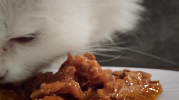 Kot zjada pokarm dla kotów — Wideo stockowe