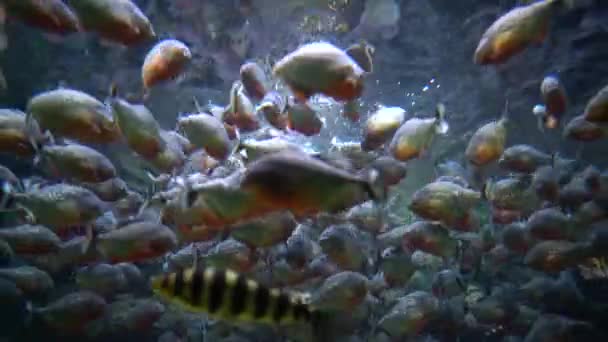Піранья (Colossoma macropomum) в акваріумі — стокове відео