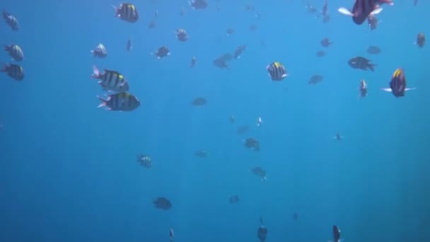 军士长（鱼）-拥有各种硬珊瑚、软珊瑚和热带鱼的珊瑚礁。马尔代夫的珊瑚礁(Abudefduf saxatilis)). — 图库视频影像
