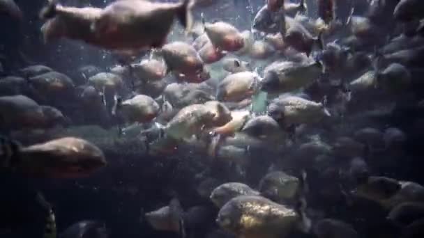 Piranha (Colossoma macropomum) akváriumban — Stock videók