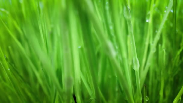 Grönt gräs närbild super makro skytte. — Stockvideo