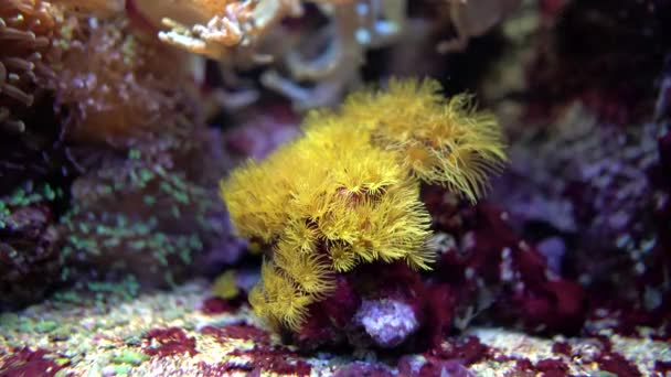 Corail marin exotique gros plan — Video