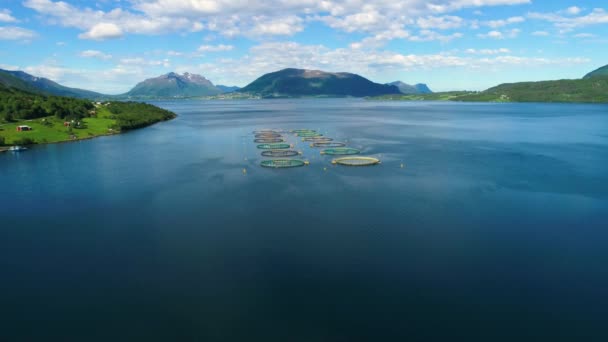 Letecké záběry Lov lososa chovaného pro hospodářské účely v Norsku. Letecké lety FPV dronem. — Stock video