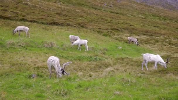 Renos en el norte de Noruega, Nordkapp — Vídeo de stock