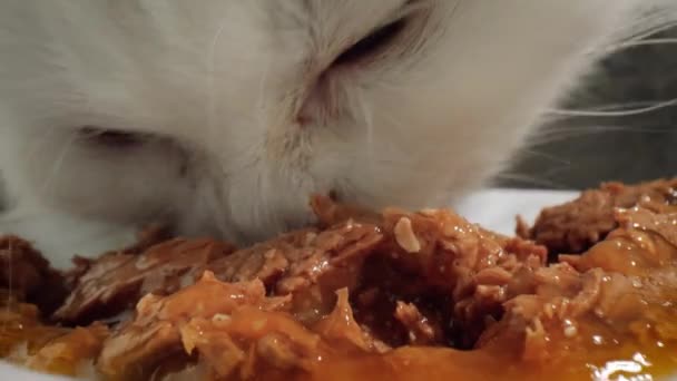 Gato come comida de gato — Vídeo de stock