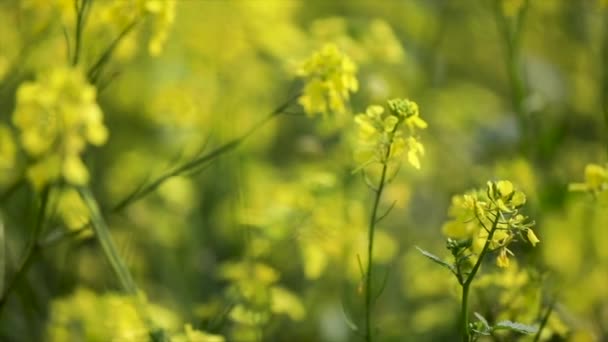 Hořčičné květiny. Hořčičná mystická květina štěstí a zdraví. — Stock video