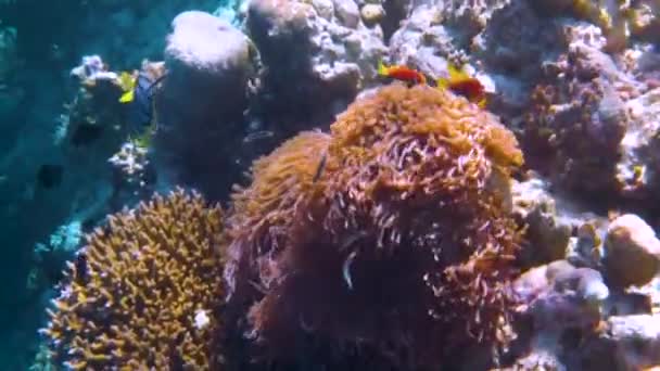 Lokální mořské ryby, klauni - Korálové útesy na Maledivách, Anemonefish — Stock video