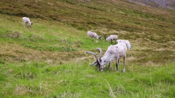 Renos en el norte de Noruega, Nordkapp — Vídeo de stock