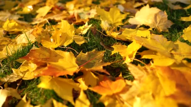 Caída del sol de hojas de otoño — Vídeos de Stock