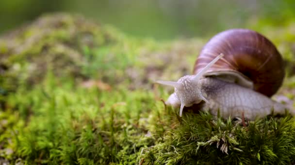 Helix pomatia also Roman snail, Burgundy snail, edible snail or escargot, is a species of large, edible, air-breathing land snail, a terrestrial pulmonate gastropod mollusk in the family Helicidae. — Stock Video