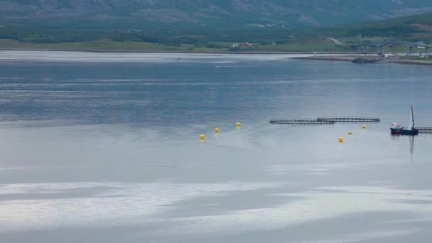 农场钓鱼在挪威三文鱼 — 图库视频影像