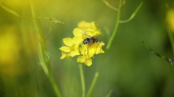 L'ape raccoglie il nettare dal fiore di colza senape slow motion . — Video Stock