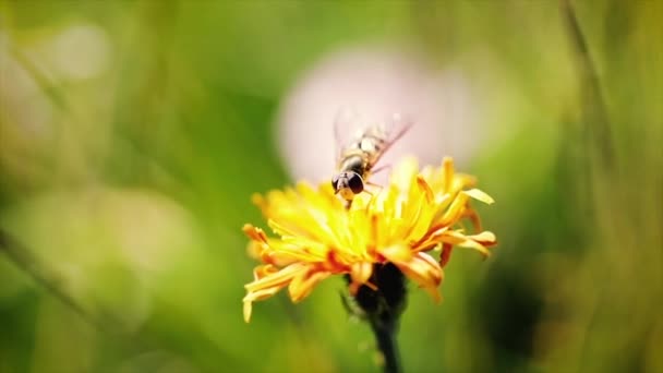 Wasp sbírá nektar z květu crepis alpina zpomalení. — Stock video