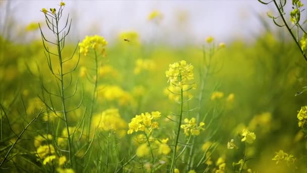 겨자 꽃. 행복 과 건강의 겨자같은 신비 한 꽃. — 비디오