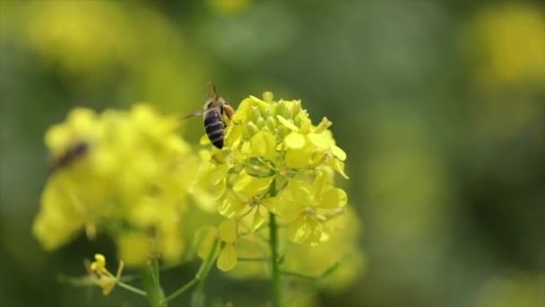 L'ape raccoglie il nettare dal fiore di colza senape slow motion . — Video Stock