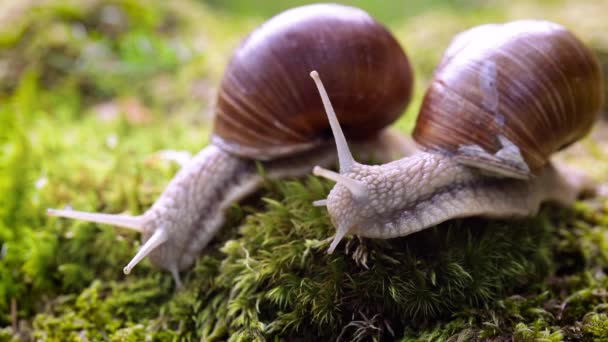 石榴属（英语：Helix pomatia）也是罗马蜗牛（英语：Roman snail） 、勃艮第蜗牛（英语：Burgundy snail） 、可食蜗牛（英语：edible snail）或鳗鱼（escargot），是一种大型、可食、呼吸空气的陆地蜗牛，一种陆生豆类腹足软体动物。. — 图库视频影像