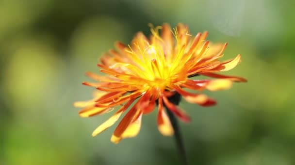 Krepis, běžně známý v některých částech světa, je rod jednoletých a trvalých kvetoucích rostlin čeledi Asteraceae. — Stock video