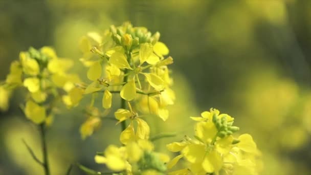 Flores de mostaza. Mostaza mística flor de felicidad y salud . — Vídeo de stock