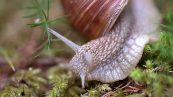 Helix pomatia juga siput Romawi, siput Bourgogne, siput yang dapat dimakan atau escargot, adalah spesies siput darat yang besar, dapat dimakan, dan bernapas di udara, sebuah moluska gastropoda terestrial dalam keluarga Helicidae. — Stok Video
