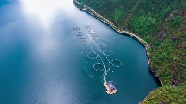 Luftaufnahmen Lachsfischerei in Norwegen — Stockvideo