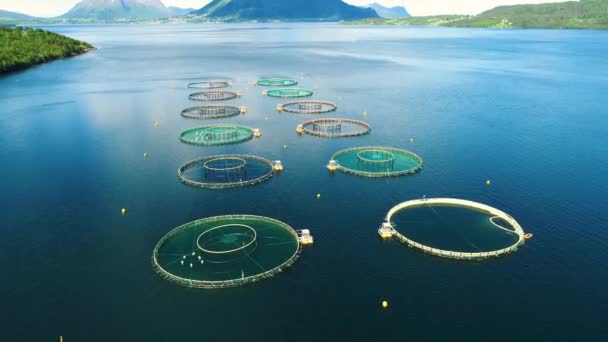 Norveç 'te balıkçılık yapan çiftlik somonu. Hava FPV İHA uçuşları. — Stok video